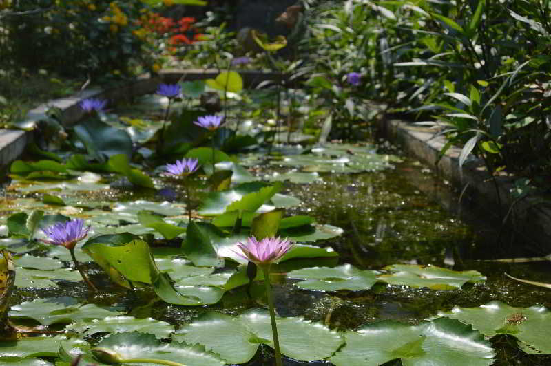 The Hoi An Orchid Garden Villas Esterno foto